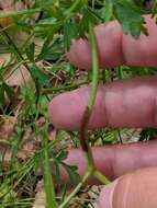 Слика од Puccinia nitida (F. Strauss) Barclay 1891