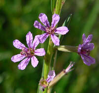 Plancia ëd Lythrum californicum Torr. & Gray