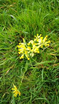 Image of Primula veris subsp. veris