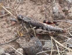 Melanoplus oregonensis (Thomas & C. 1875)的圖片