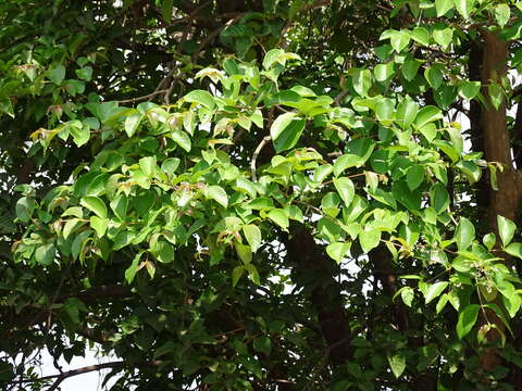 Image of Lagerstroemia microcarpa Wight