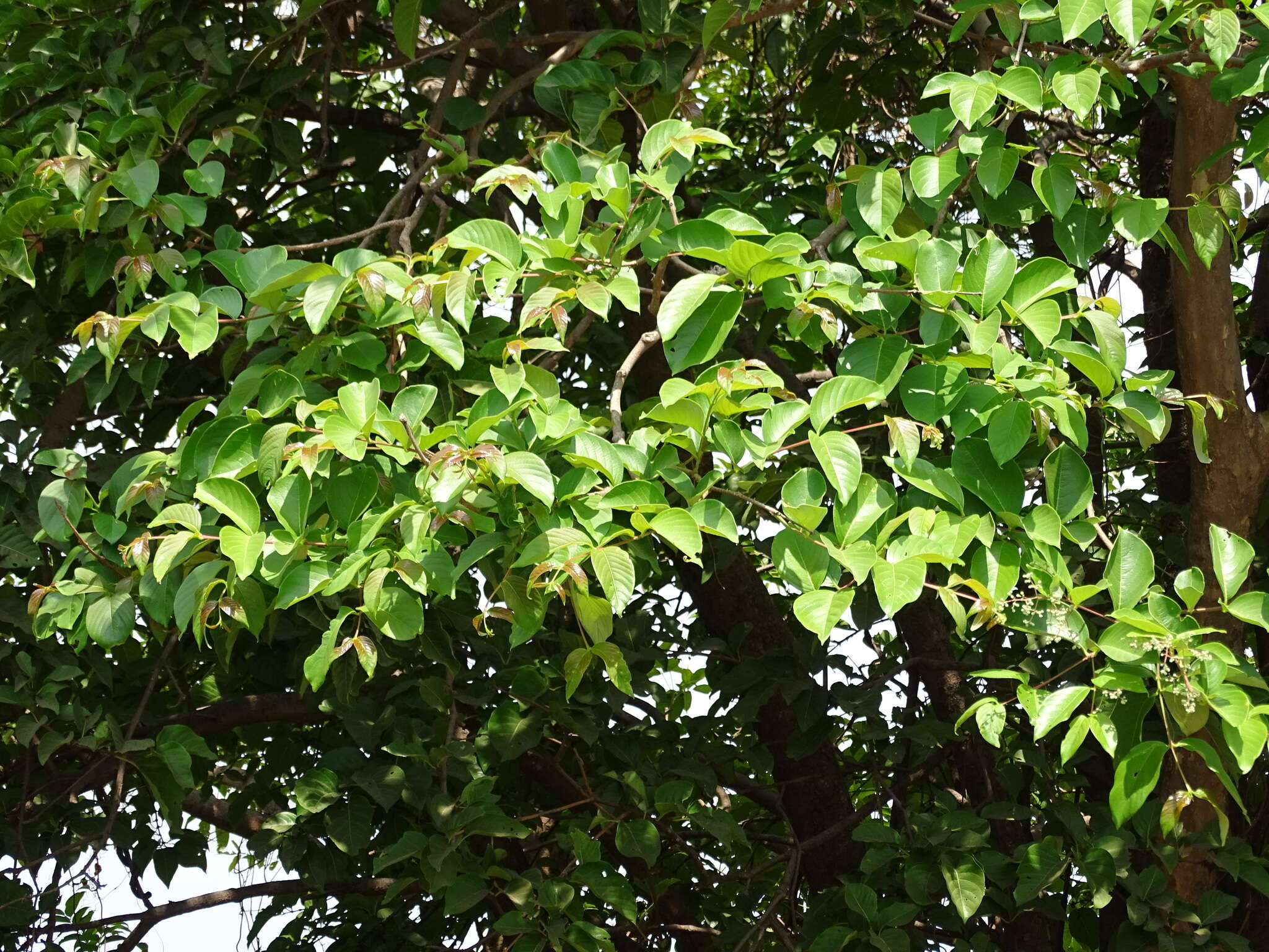 Plancia ëd Lagerstroemia microcarpa Wight