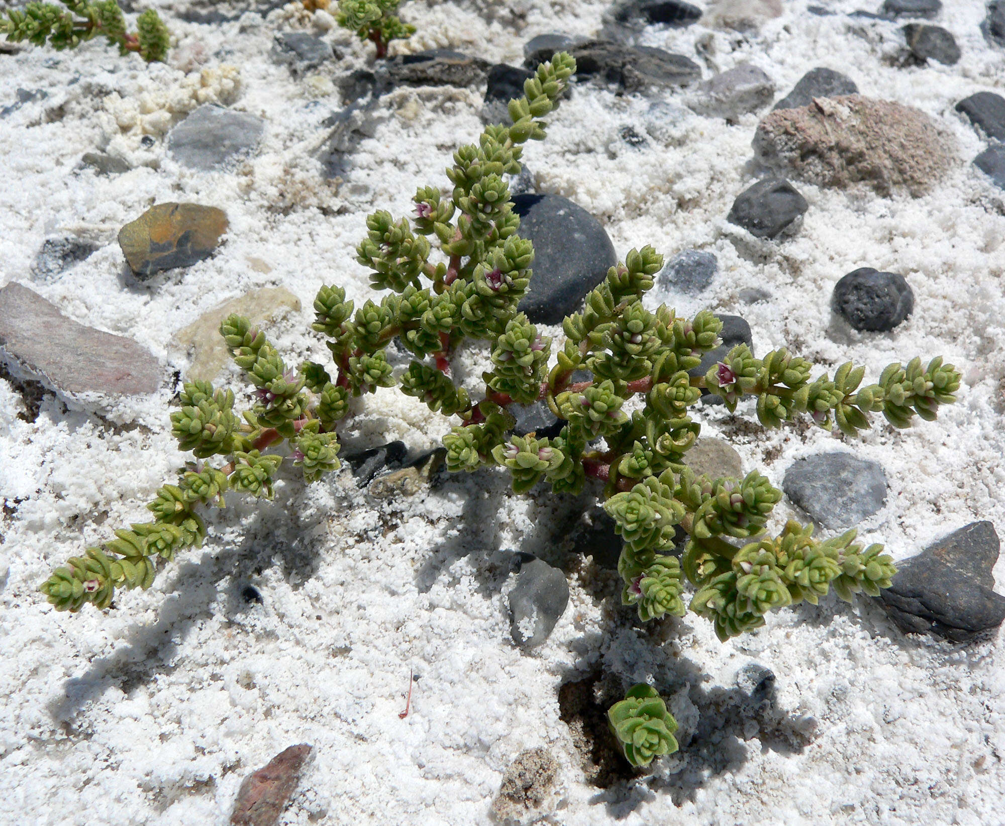 Image of Amargosa niterwort