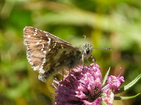 Image of large grizzled skipper