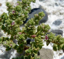 Image of Amargosa niterwort