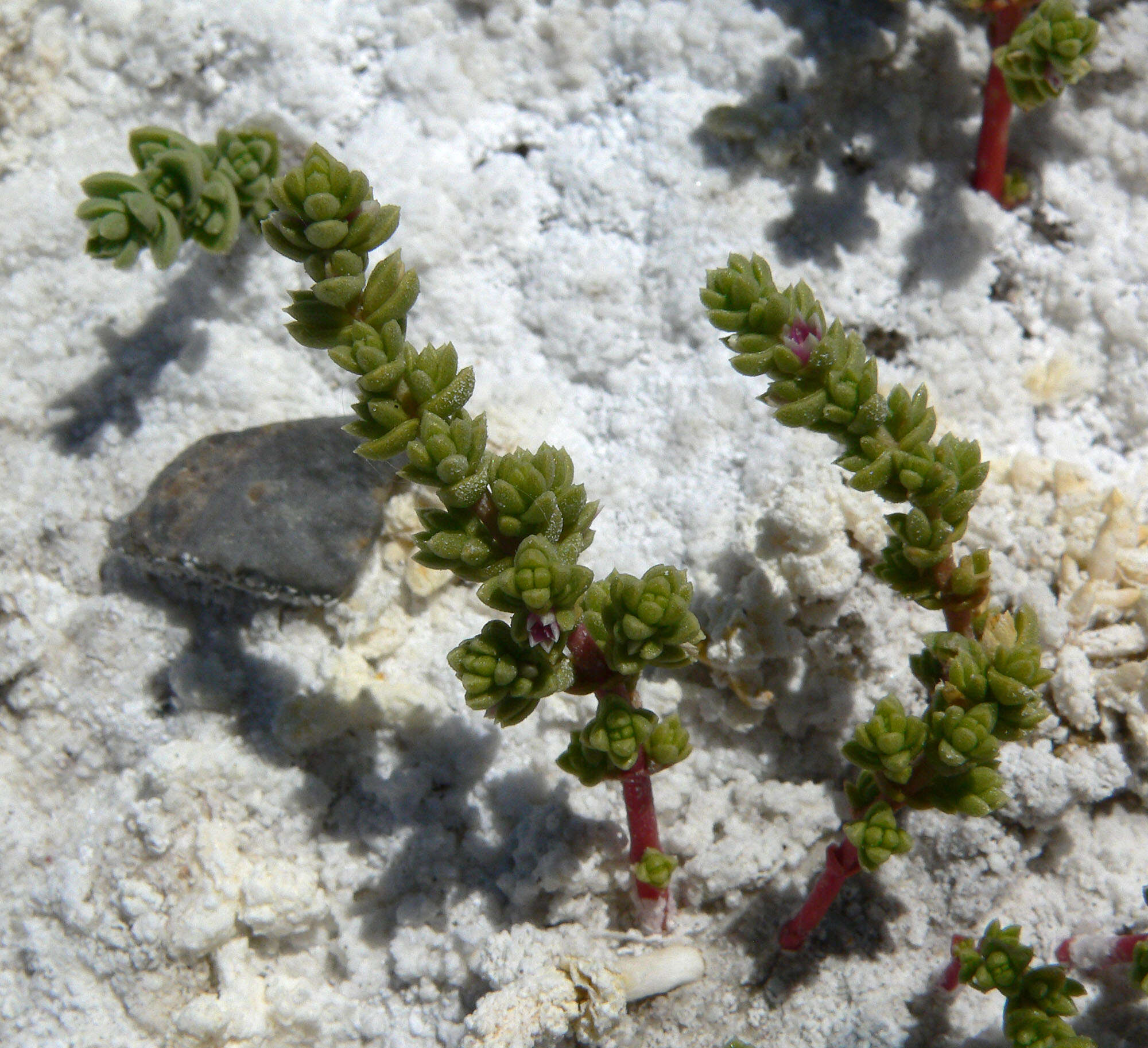 Image of Amargosa niterwort