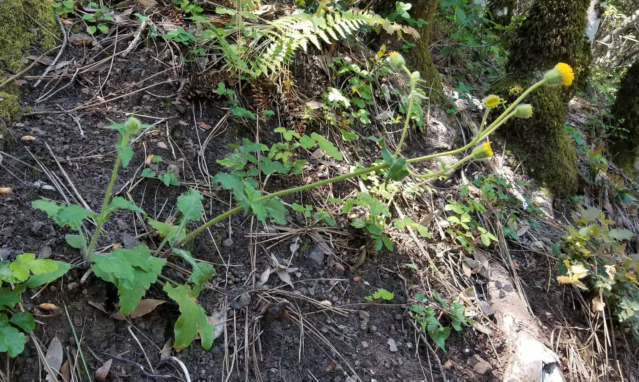 Image of rayless arnica