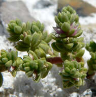 Image of Amargosa niterwort