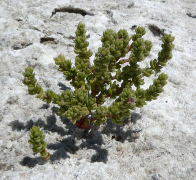 Image of Amargosa niterwort