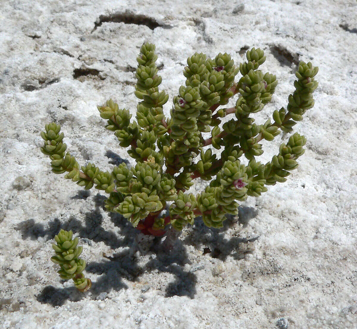 Image of Amargosa niterwort