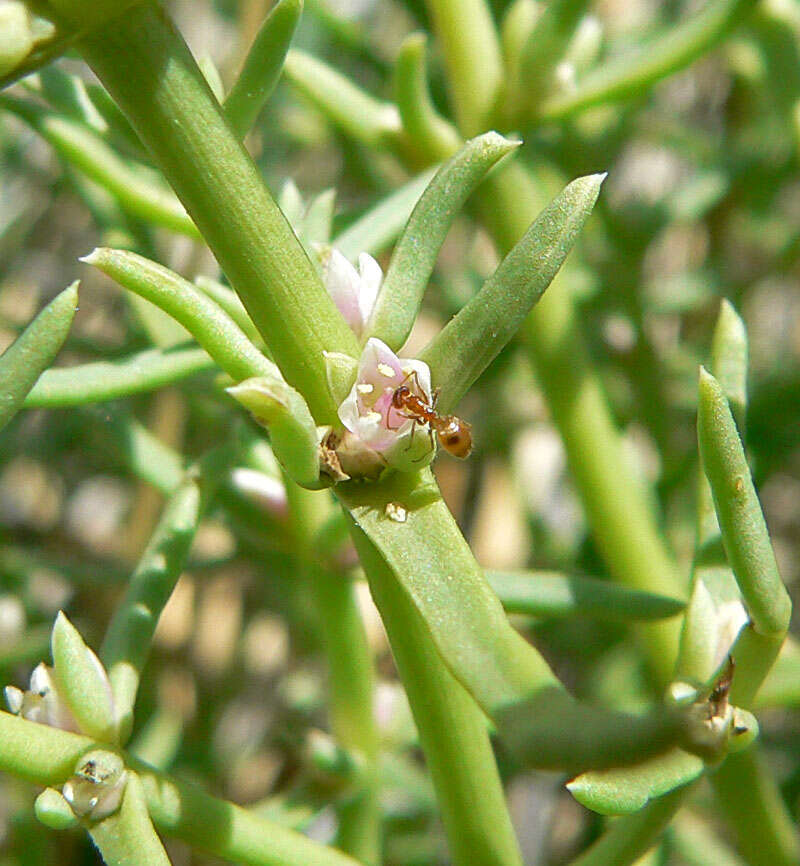 Image of boraxweed