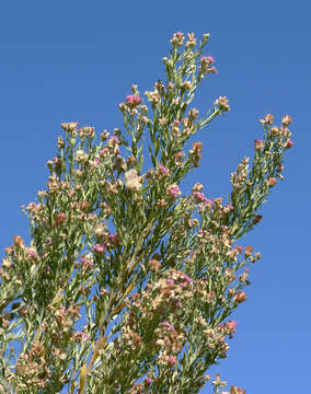 Image of arrowweed