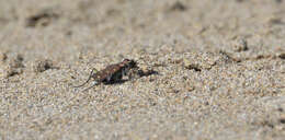 Plancia ëd Cicindela (Cicindela) oregona oregona Le Conte 1856