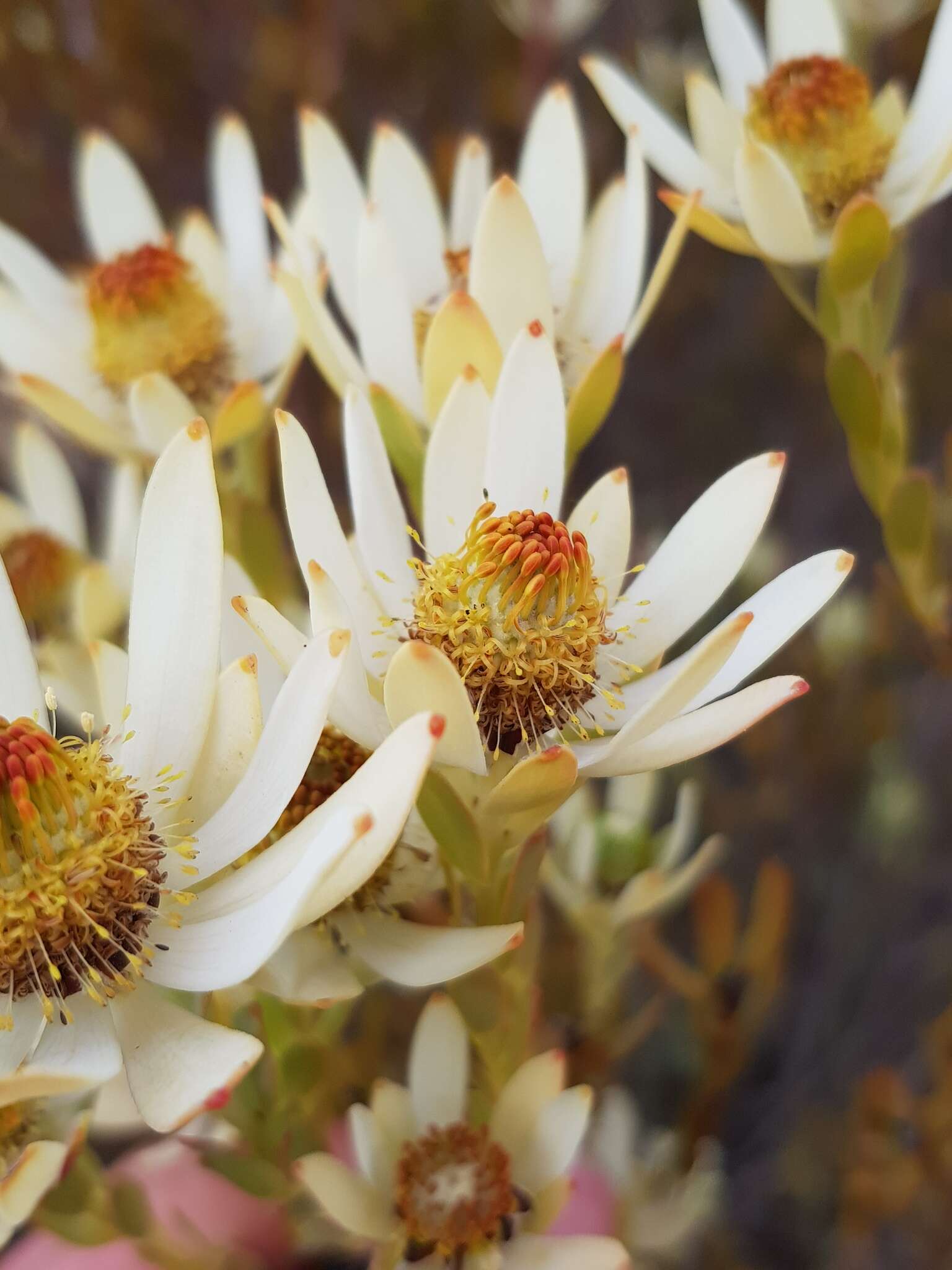 Image of Ivory conebush