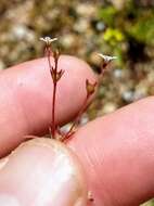 Image of Greene's starviolet