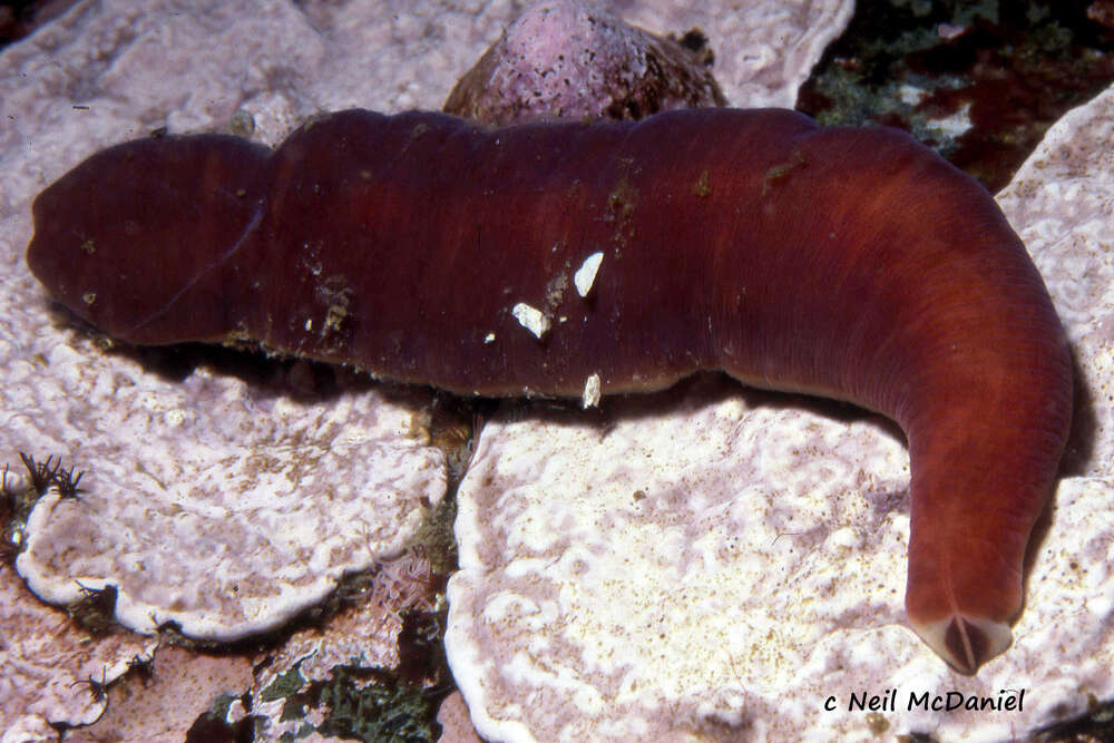 Image of Amphiporus bimaculatus Coe 1901