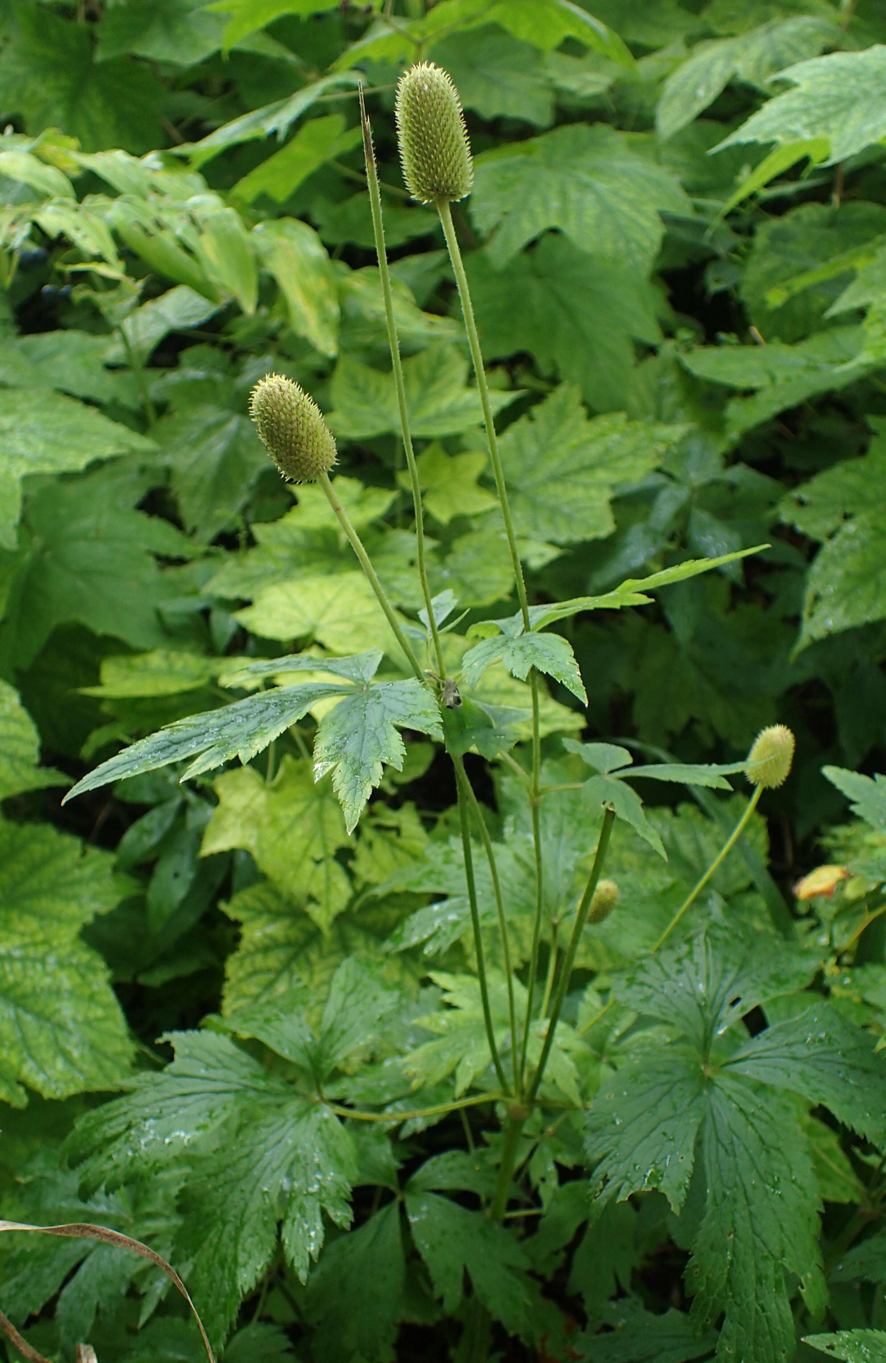 Image of tall thimbleweed