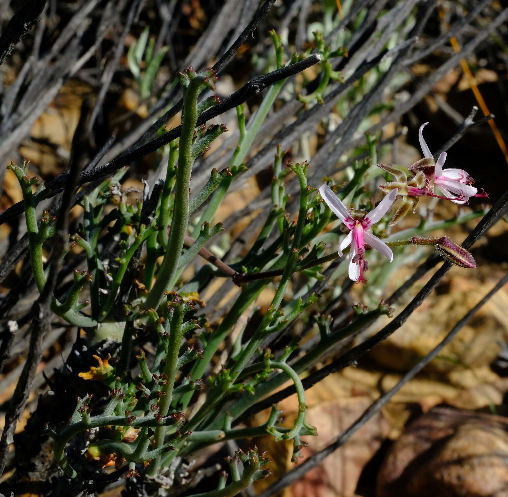 Image of Pelargonium karooescens R. T. F. Clifton