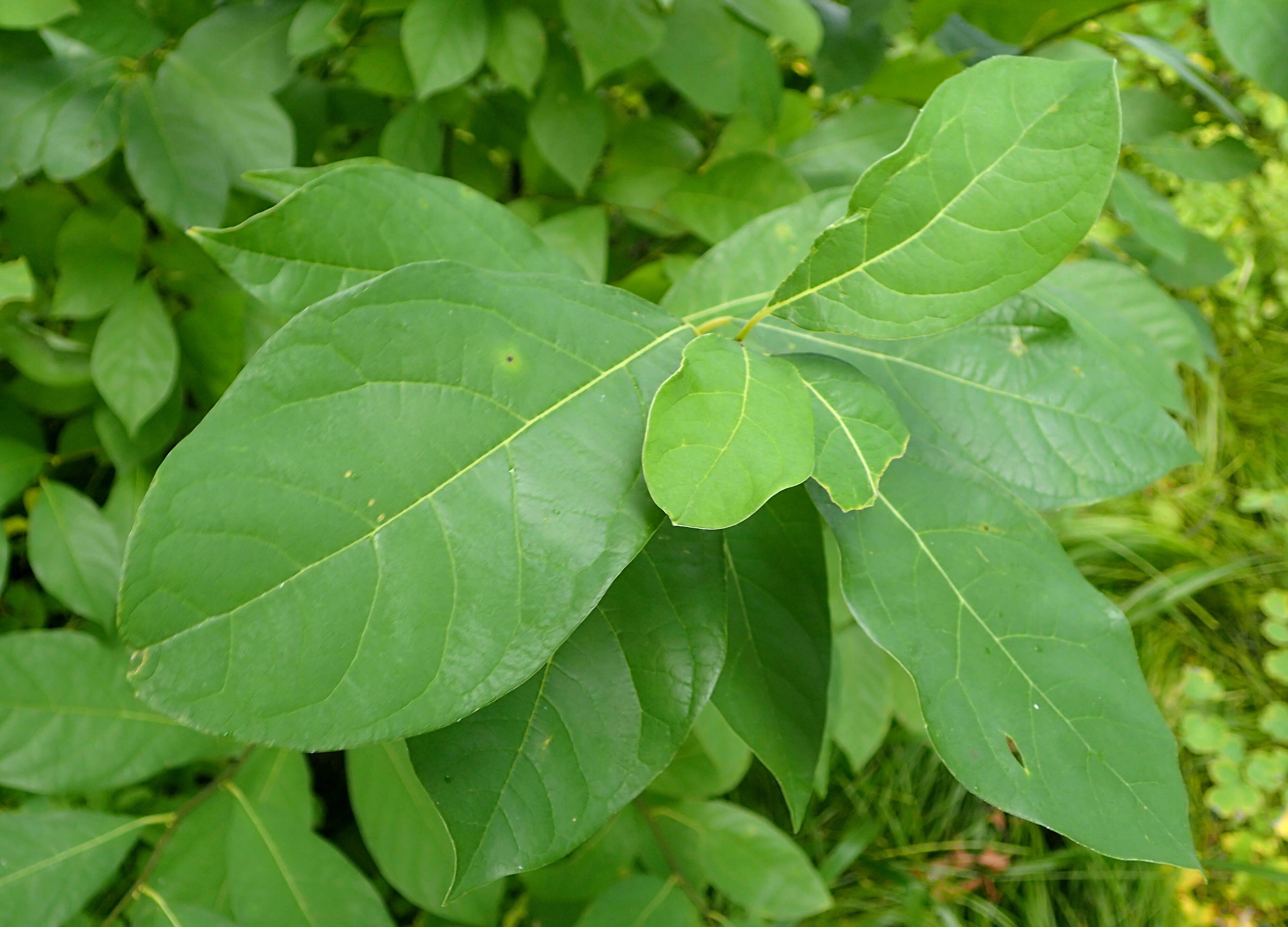 Image of northern spicebush