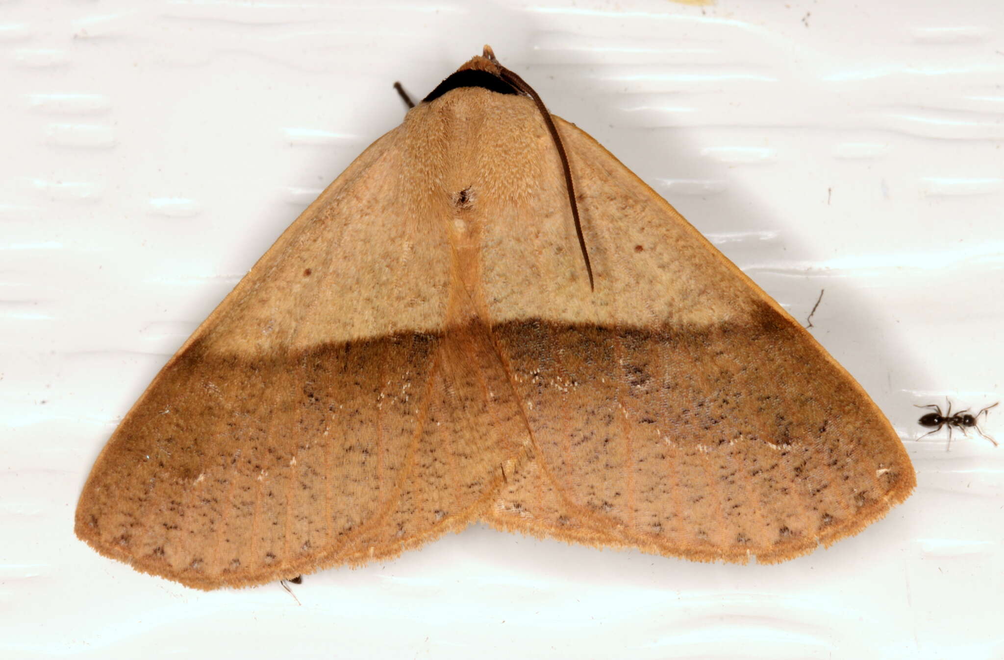 Image of Ophyx ochroptera Guenée 1852