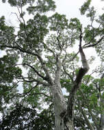 Image of Honduras mahogany