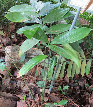 Image of Cycad