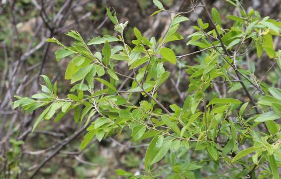 Imagem de Neopringlea integrifolia (Hemsl.) S. Wats.