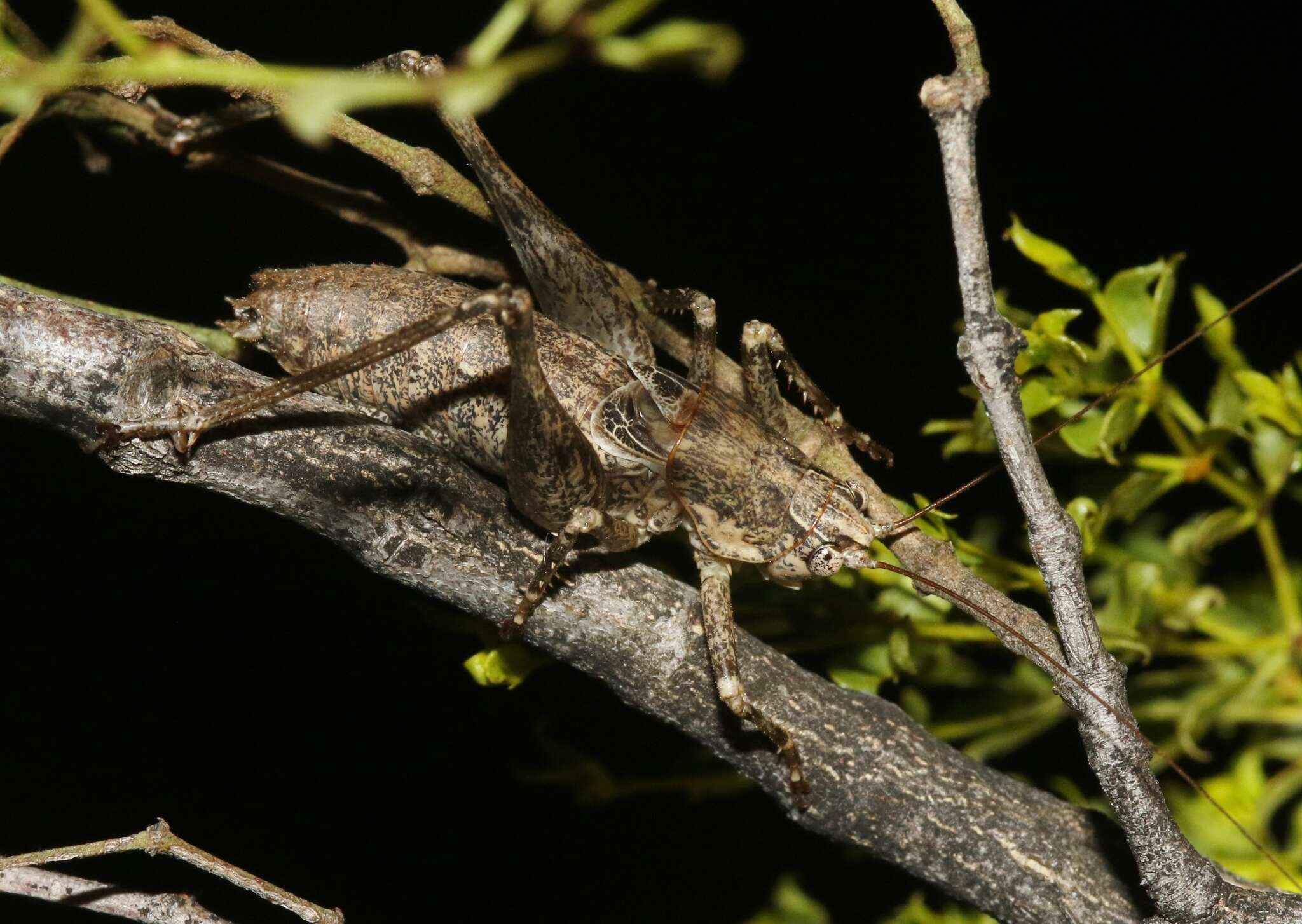 Image of Ateloplus schwarzi Caudell 1907