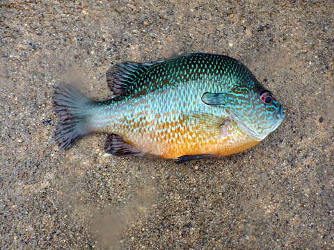 Image of Longear Sunfish