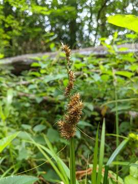 Imagem de Carex stipata var. maxima Chapm. ex Boott