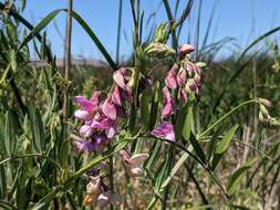 Imagem de Lathyrus jepsonii subsp. jepsonii