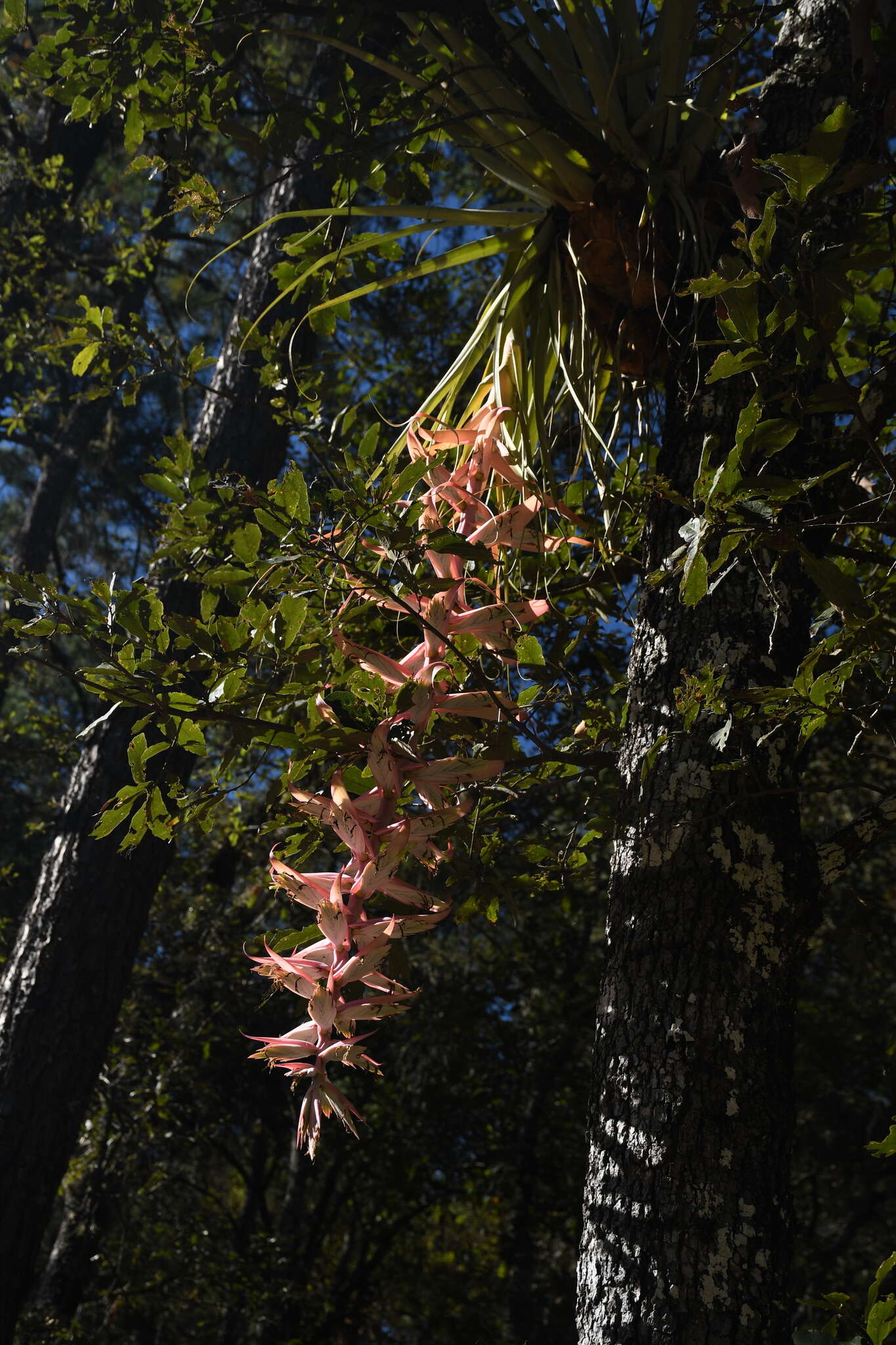 Image of Tillandsia prodigiosa (Lem.) Baker