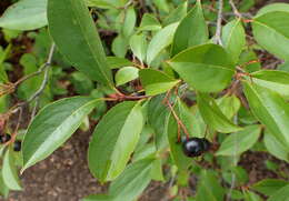 Plancia ëd Aronia melanocarpa (Michx.) Elliott