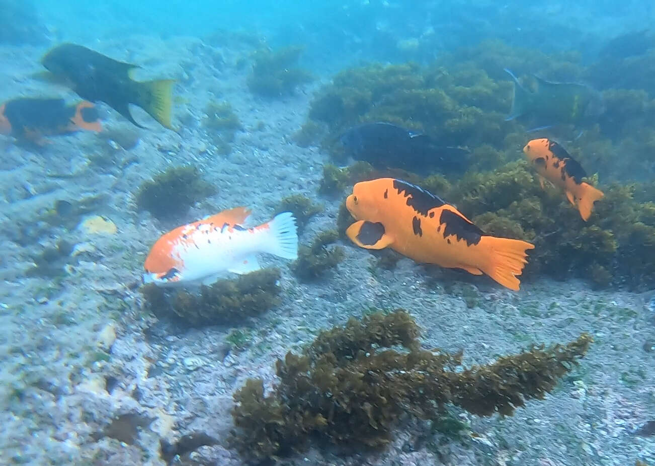 Image of Harlequin wrasse