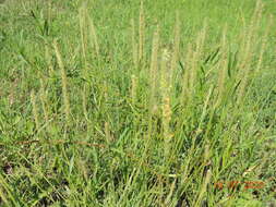 Image of Plantago maritima subsp. ciliata Printz