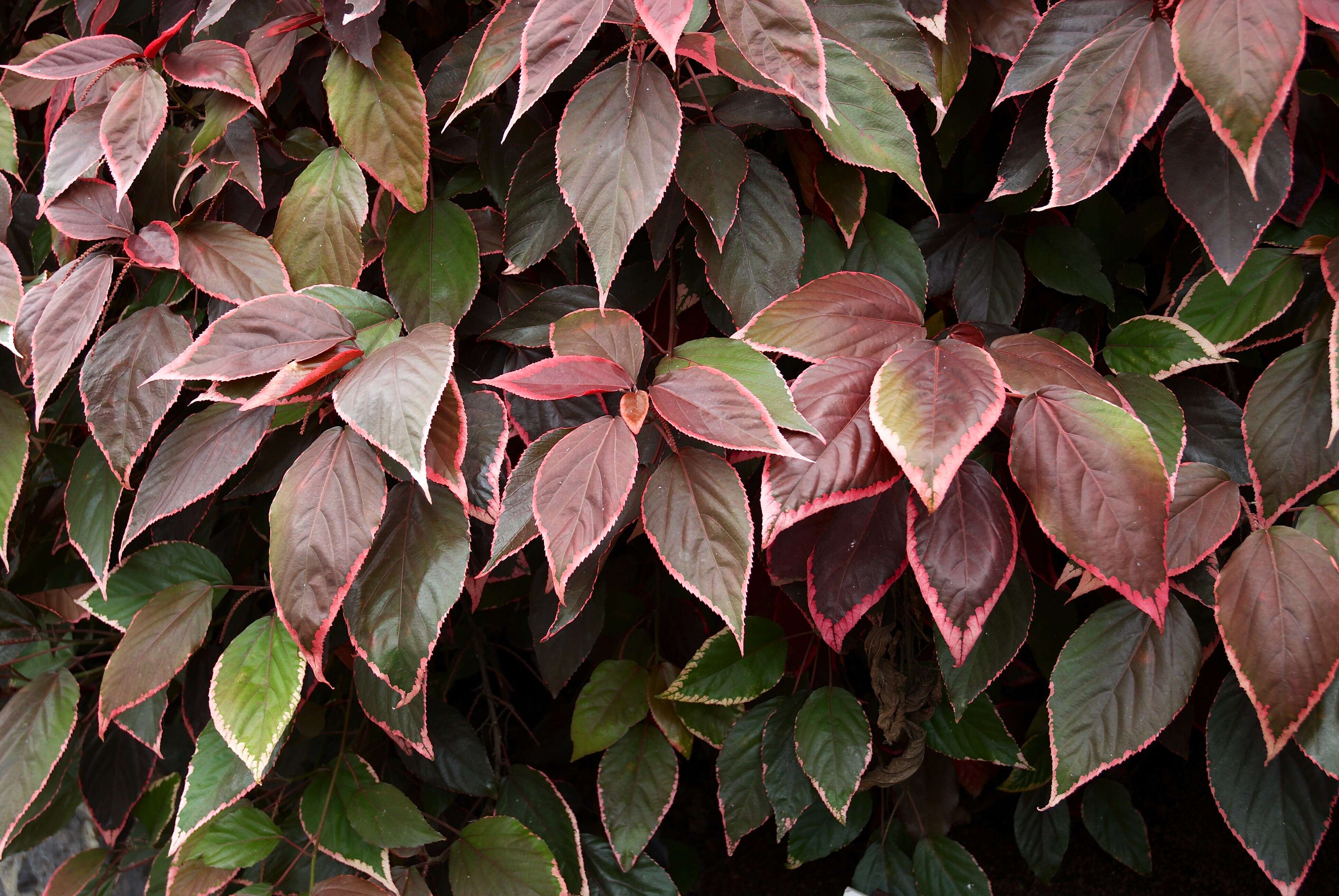 Image de Acalypha wilkesiana Müll. Arg.