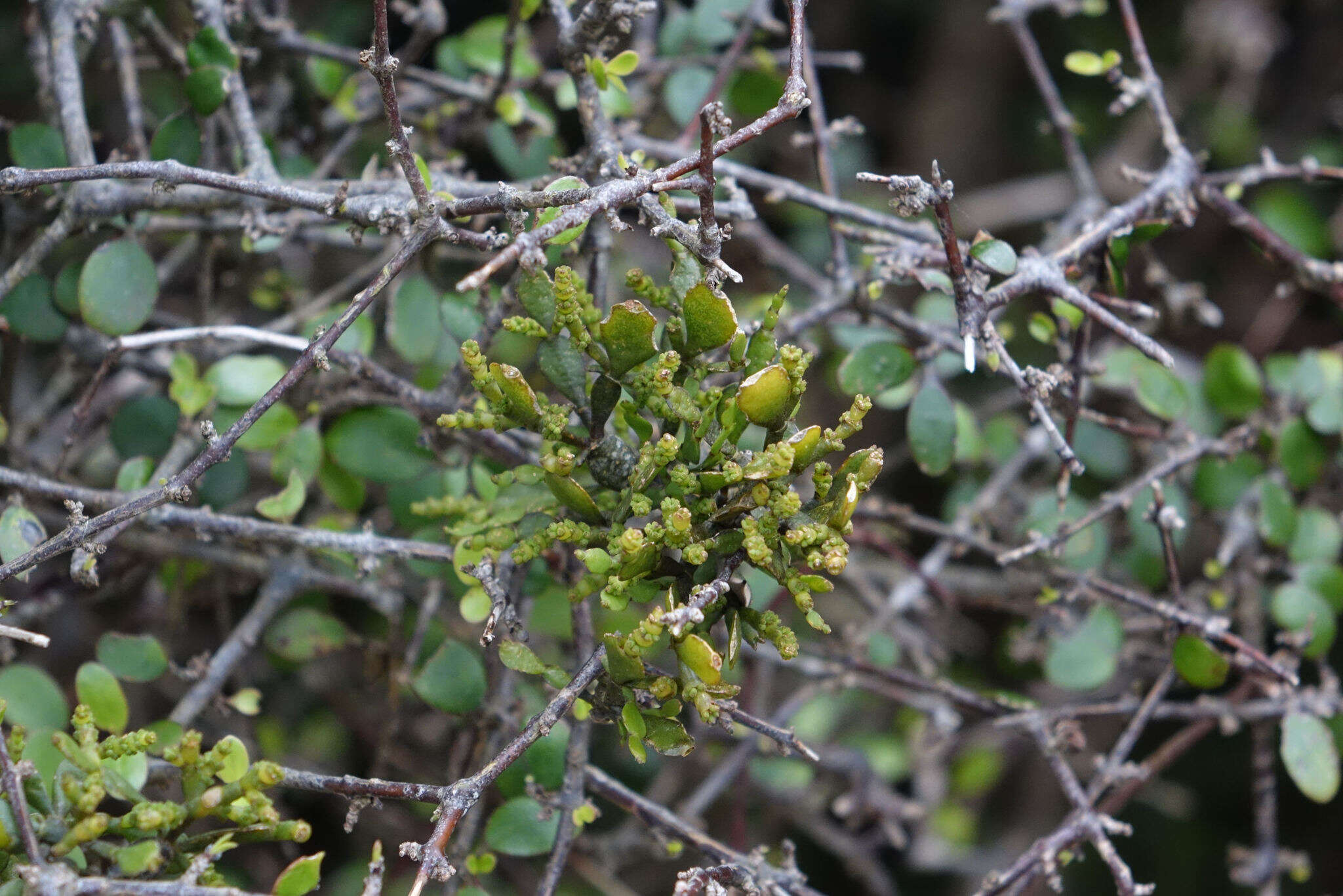 Image of Korthalsella lindsayi (D. Oliver) Engl.