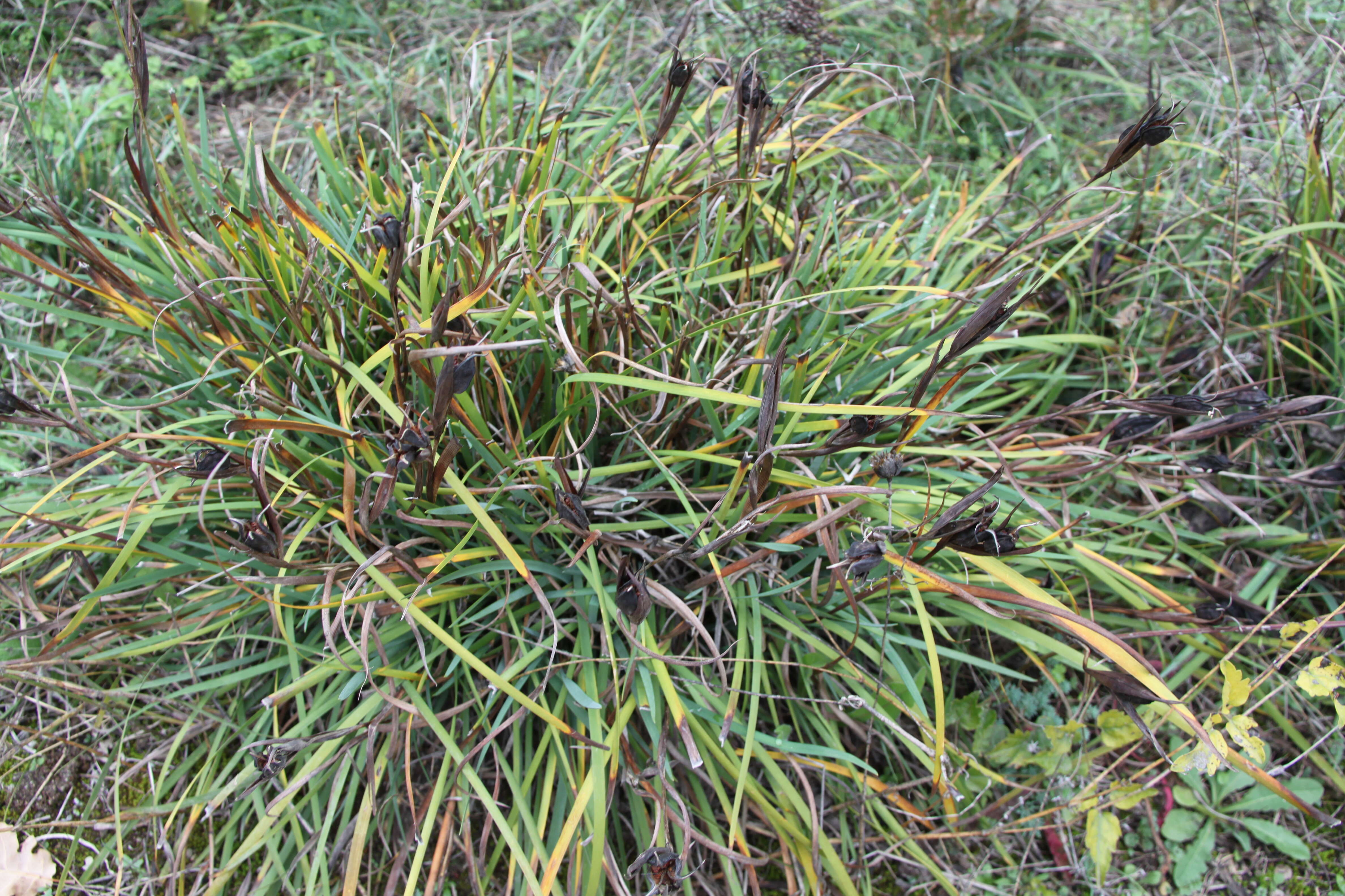 Image of Iris graminea L.