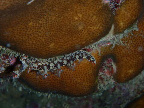 Image of Swimming nudibranch