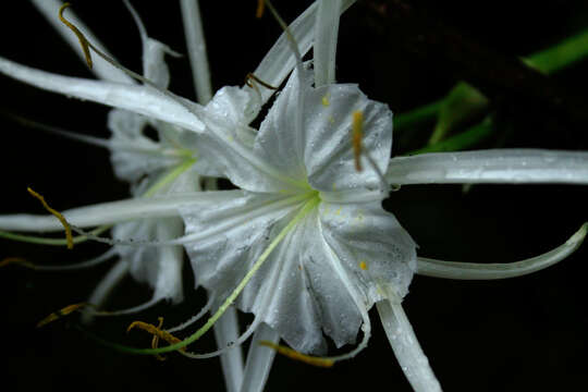 Image of Coastal Carolina Spiderlily