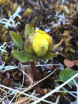 Image of snow buttercup