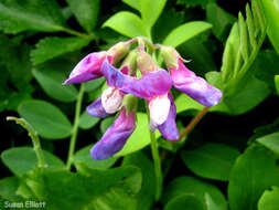 Image of beach pea