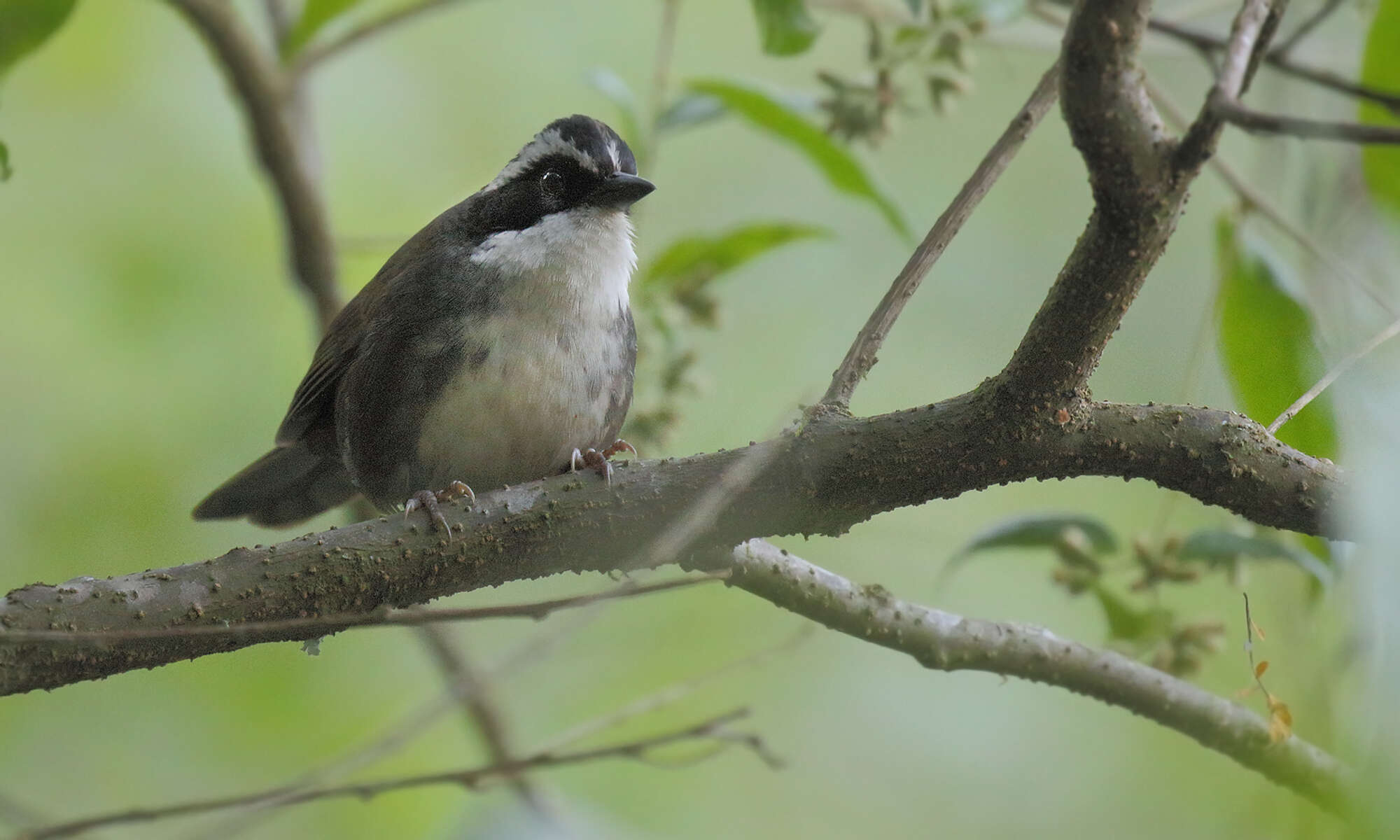 Image of Stripe-headed Brush Finch