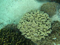 Image of Column coral