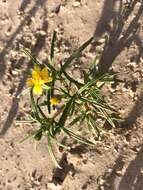 Image of manybristle chinchweed