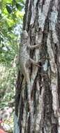 Image of Lundell's Spiny Lizard