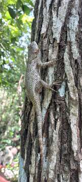 Image of Lundell's Spiny Lizard