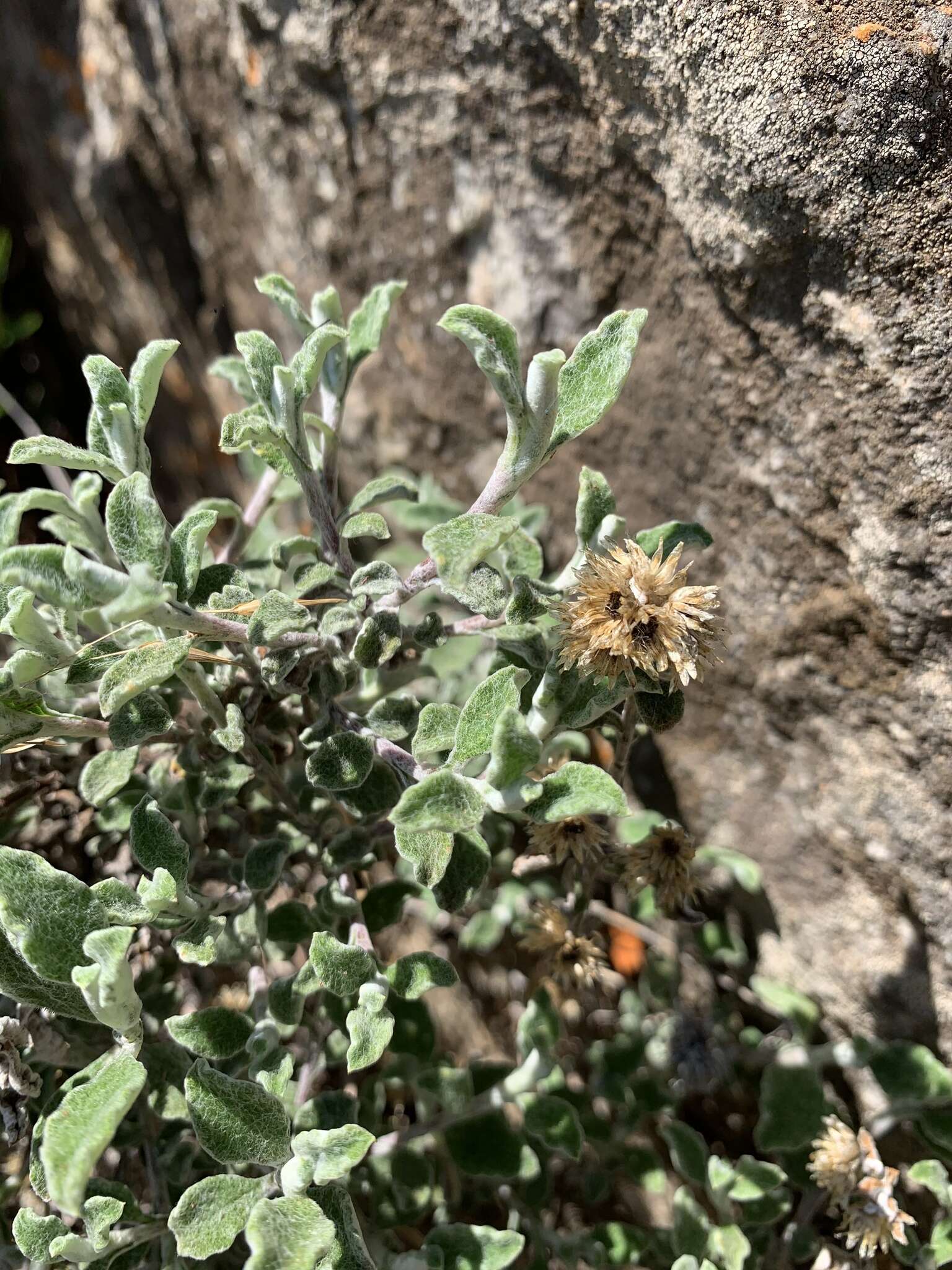 Image of Helichrysum lepidissimum S. Moore