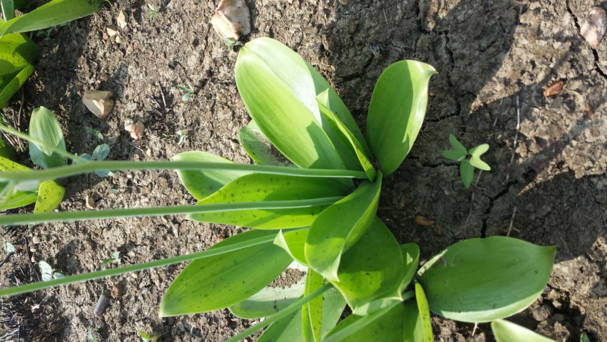 Image of Ornithogalum convallarioides H. Perrier