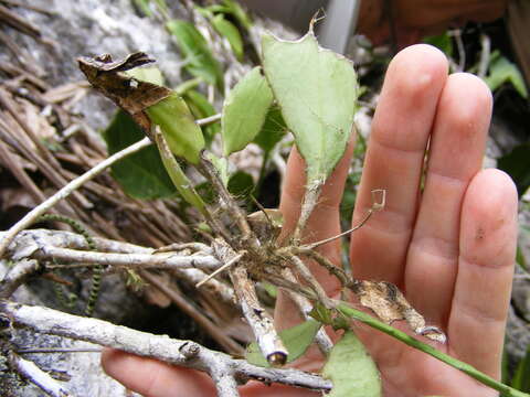 Pseudorhipsalis ramulosa subsp. jamaicensis (Britton & Harris) Doweld的圖片